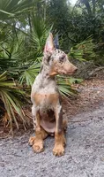Merle Female 1, a female Doberman Pinscher for sale in Chiefland, FL – 7 of 10