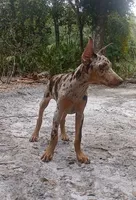 Merle Female 1, a female Doberman Pinscher for sale in Chiefland, FL – 4 of 10