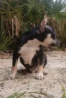 Black Tri Male, a male American Bully for sale in Chiefland, FL – 10 of 10