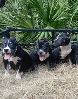 Black Ticked Trindle Male, a male American Bully for sale in Chiefland, FL – 7 of 10