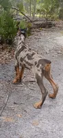 Merle Female 2, a female Doberman Pinscher for sale in Chiefland, FL – 6 of 10