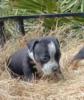 Black Ticked Trindle Male, a male American Bully for sale in Chiefland, FL – 5 of 10