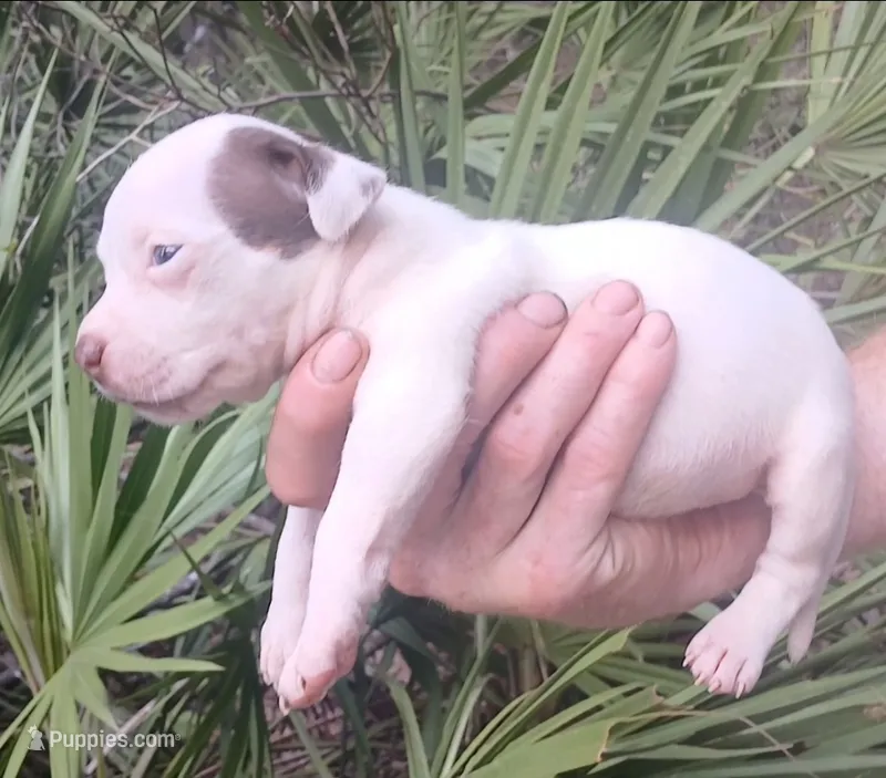 Chocolate Tri Piebald Girl – American Bully puppy for sale in Chiefland, FL