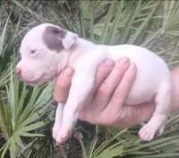 Chocolate Tri Piebald Girl, a female American Bully for sale in Chiefland, FL – 1 of 9