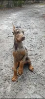 Merle Female 2, a female Doberman Pinscher for sale in Chiefland, FL – 8 of 10