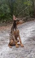 Merle Female 2, a female Doberman Pinscher for sale in Chiefland, FL – 7 of 10