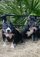 Black Trindle Female, a female American Bully for sale in Chiefland, FL – 9 of 10