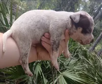 Chocolate Roan Ticked Tri, a male American Bully for sale in Chiefland, FL – 5 of 9