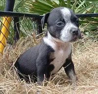 Black Ticked Trindle Male, a male American Bully for sale in Chiefland, FL – 7 of 10