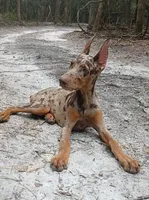Merle Female 2, a female Doberman Pinscher for sale in Chiefland, FL – 8 of 10