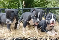 Black Tri Male, a male American Bully for sale in Chiefland, FL – 2 of 9