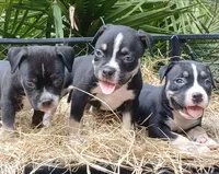 Black Tri Male, a male American Bully for sale in Chiefland, FL – 5 of 9