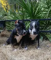 Black Ticked Trindle Male, a male American Bully for sale in Chiefland, FL – 9 of 10