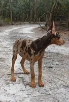 Merle Female 2, a female Doberman Pinscher for sale in Chiefland, FL – 5 of 10
