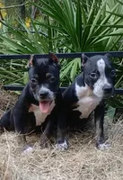 Black Trindle Female, a female American Bully for sale in Chiefland, FL – 7 of 10