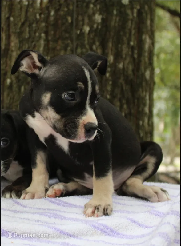 Black Tri Female – American Bully puppy for sale in Chiefland, FL