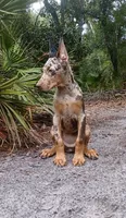 Merle Female 1, a female Doberman Pinscher for sale in Chiefland, FL – 4 of 10