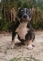 Black Tri Male, a male American Bully for sale in Chiefland, FL – 7 of 10