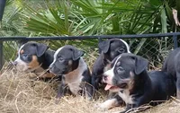 Black Ticked Trindle Male, a male American Bully for sale in Chiefland, FL – 4 of 10