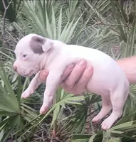 Chocolate Tri Piebald Girl, a female American Bully for sale in Chiefland, FL – 6 of 9
