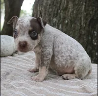 Chocolate Roan Ticked Tri, a male American Bully for sale in Chiefland, FL – 9 of 10