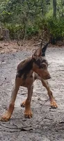 Merle Female 2, a female Doberman Pinscher for sale in Chiefland, FL – 4 of 10
