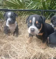 Black Ticked Tri Female, a female American Bully for sale in Chiefland, FL – 5 of 8