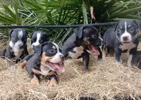 Black Ticked Tri Female, a female American Bully for sale in Chiefland, FL – 4 of 8