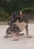 Black Tri Male, a male American Bully for sale in Chiefland, FL – 6 of 10