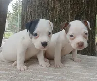 Black Tri Pie Female, a female American Bully for sale in Chiefland, FL – 9 of 10