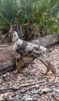 Merle Female 2, a female Doberman Pinscher for sale in Chiefland, FL – 7 of 10