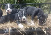 Black Tri Female, a female American Bully for sale in Chiefland, FL – 6 of 10