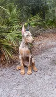 Merle Female 1, a female Doberman Pinscher for sale in Chiefland, FL – 5 of 10