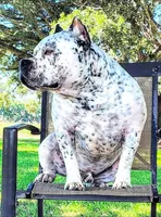 Black Tri Pie Female, a female American Bully for sale in Chiefland, FL – 3 of 10