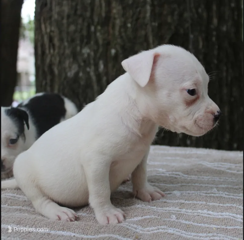 Black Tri Piebald Boy – American Bully puppy for sale in Chiefland, FL