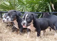 Black Tri Male, a male American Bully for sale in Chiefland, FL – 4 of 9
