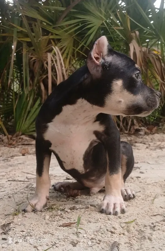 Black Tri Male – American Bully puppy for sale in Chiefland, FL