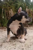 Black Tri Male, a male American Bully for sale in Chiefland, FL – 1 of 10
