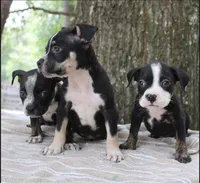 Black Trindle Male, a male American Bully for sale in Chiefland, FL – 4 of 10