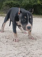 Black Tri Female, a female American Bully for sale in Chiefland, FL – 5 of 10