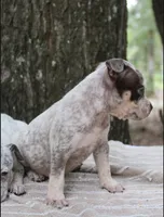 Chocolate Roan Ticked Tri, a male American Bully for sale in Chiefland, FL – 8 of 10