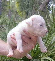 Black Tri Piebald Boy, a male American Bully for sale in Chiefland, FL – 3 of 7