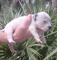Black Ticked Tri Male, a male American Bully for sale in Chiefland, FL – 2 of 9