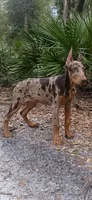 Merle Female 2, a female Doberman Pinscher for sale in Chiefland, FL – 2 of 10