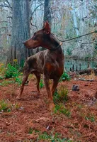 Merle Female 2, a female Doberman Pinscher for sale in Chiefland, FL – 3 of 10