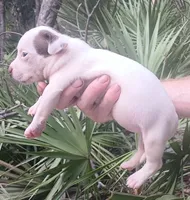 Chocolate Tri Piebald Girl, a female American Bully for sale in Chiefland, FL – 5 of 9