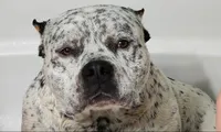 Black Ticked Tri Male, a male American Bully for sale in Chiefland, FL – 8 of 9