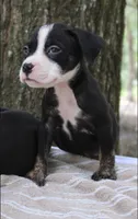 Black Trindle Male, a male American Bully for sale in Chiefland, FL – 6 of 10