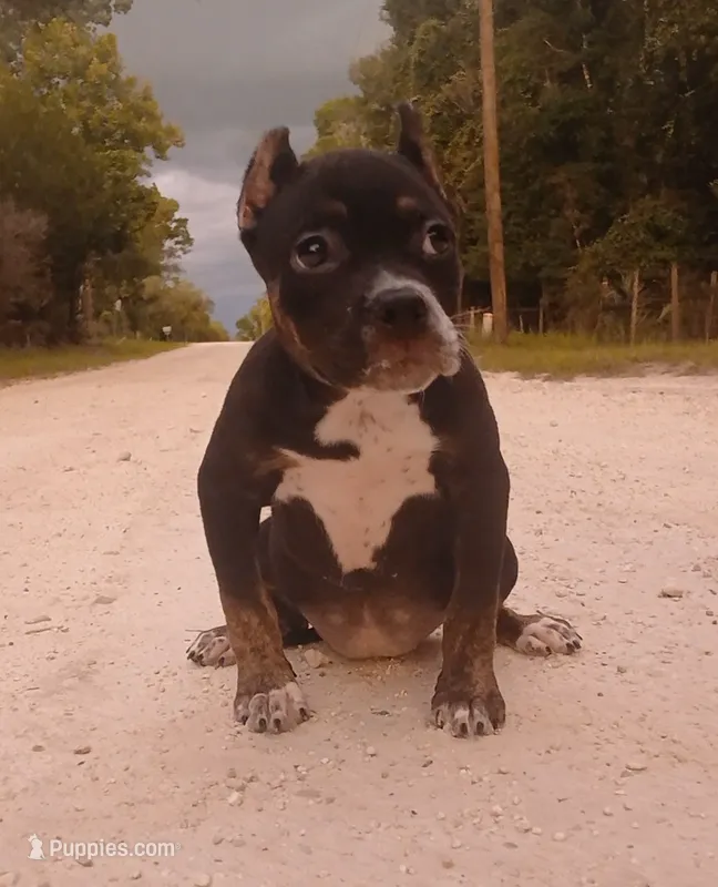 Black Trindle Female – American Bully puppy for sale in Chiefland, FL