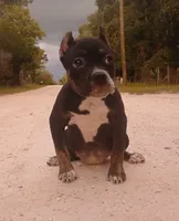 Black Trindle Female, a female American Bully for sale in Chiefland, FL – 2 of 10